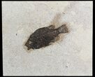 Cockerellites (Priscacara) Fossil Fish - Wyoming #51265-1